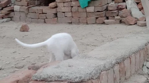 Cute Kitten Showing Its Adorable Style Stock Footage 346267232