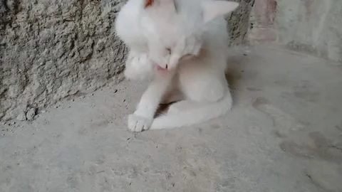 Cute Kitten Side Profile Close-Up Stockbeeldmateriaal 347109284