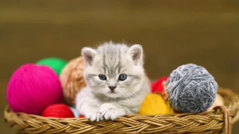 Cute kitten sits inside a basket with clews of thread Stock Footage 154920868