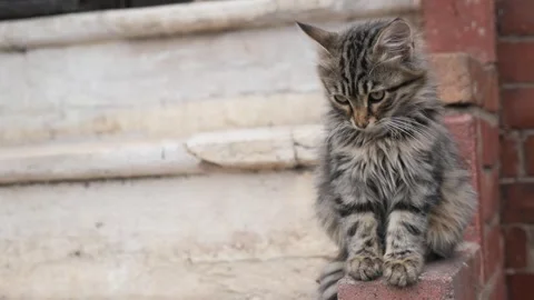 Cute kitten sits on a step outside a building Stock Footage 333605306