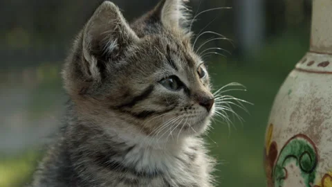 A cute kitten sits on a table and looks around. 4K, high quality Video stock 173778749