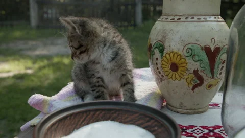 A cute kitten sits on a table with dishes and looks around. 4K, high quality Video stock 173777739