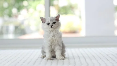 Cute kitten sitting and look at camera Stock Footage 75953262