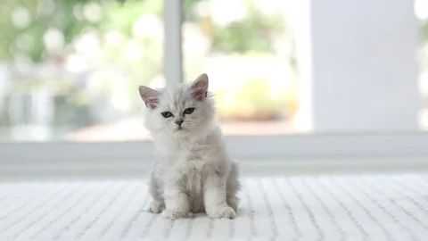 Cute kitten sitting and look around the room Stock Footage 75955770