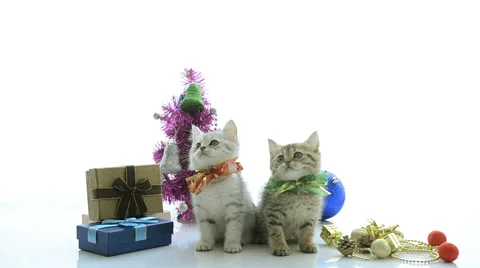 Cute kitten sitting and looking Stock Footage 45739155