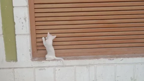 Cute Kitten Sitting Beside the Window Stock Footage 346267460