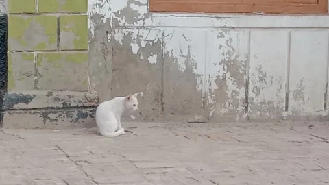 Cute Kitten Sitting Calmly Stock Footage 346737771