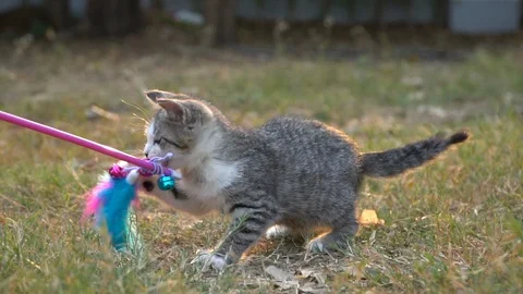 Cute kitten sitting in the garden Stock Footage 107672899