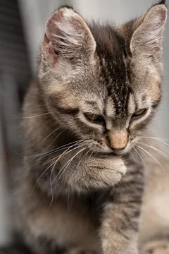 Cute kitten sitting indoors looking down with paws near its mouth. A small .. Stock Photos