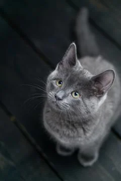 Cute kitten sitting. Stock Photos