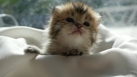 Cute kitten sitting on white fabric under sunlight slow motion Stock Footage 86301093