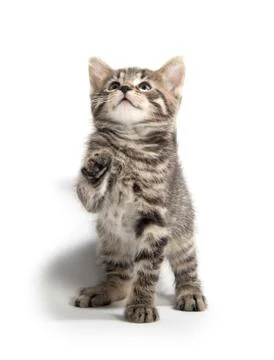 Cute kitten sitting on white Fotos Stock