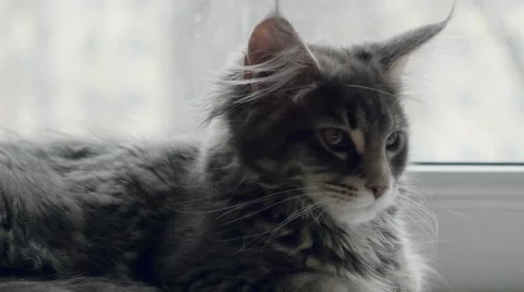 Cute kitten sitting on the window and looking On The winter landscape Stock Footage 49338515