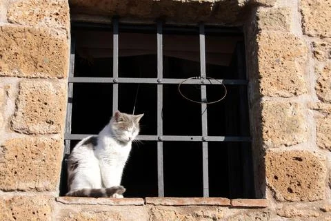 Cute kitten sitting on the window Stock Photos