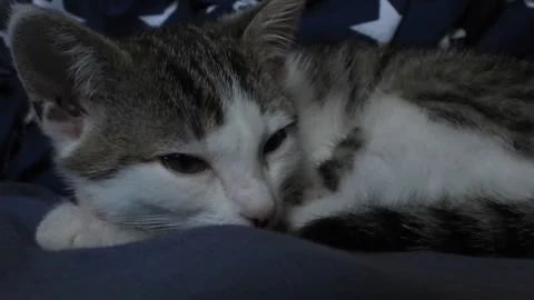 Cute Kitten Sleeping on Blue Blanket. Stock Footage 305291012