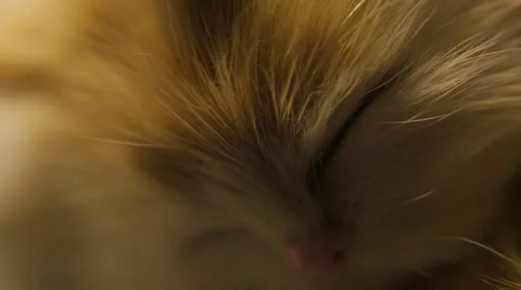 Cute kitten sleeping close up Stock Footage 50635070