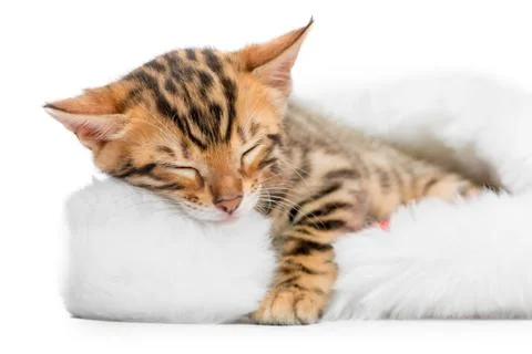Cute kitten sleeping in a fluffy hat of Santa Claus Stock Photos