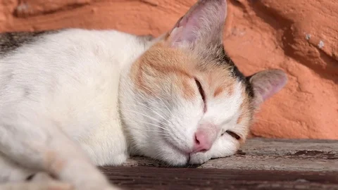 Cute kitten sleeping on grounds. Stock Footage 84961344