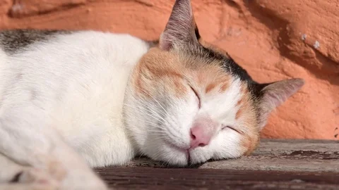 Cute kitten sleeping on grounds. Stock Footage 84961713
