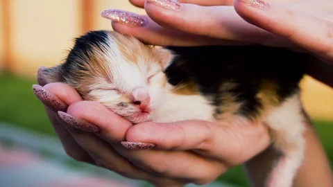 The cute kitten is sleeping on the palm of your hand. The girl caresses a small 스톡 동영상 89839766