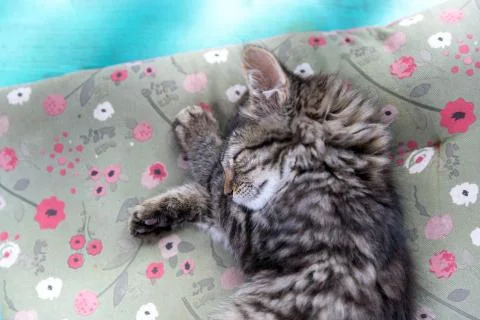 Cute kitten sleeping Stock Photos