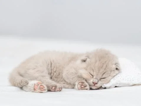 Cute kitten sleeping on a pillow at home Stock Photos