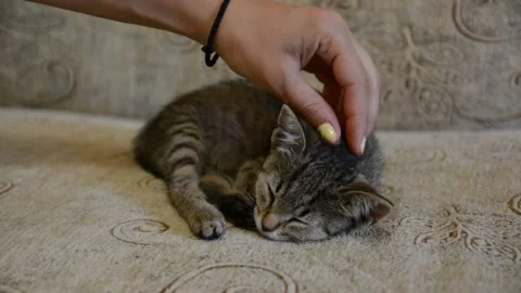 Cute kitten sleeping on a sofa. Female hand caress it. Stock Footage 152776835