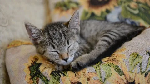Cute kitten sleeping on a sofa. Stockbeeldmateriaal 152776508