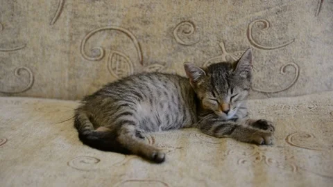 Cute kitten sleeping on a sofa. Stockbeeldmateriaal 152776649