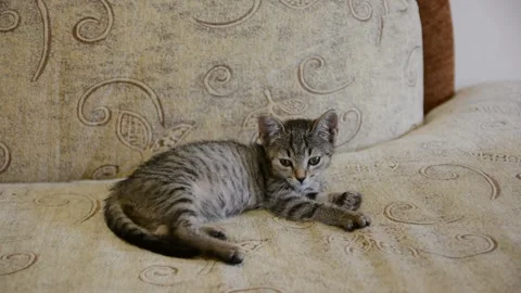 Cute kitten sleeping on a sofa. Stockbeeldmateriaal 152776681