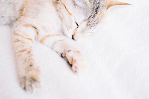 Cute kitten sleeping on sofa. Stock Photos