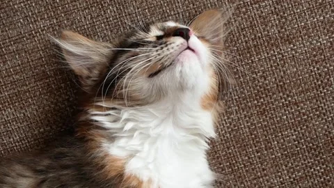 A cute kitten is sleeping sweetly on the couch. Stock Footage 160969348