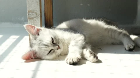 Cute kitten sleeping on white floor Stock Footage 61283524