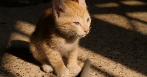 A Cute Kitten Sleeps away while standing. Stock Footage 86220334