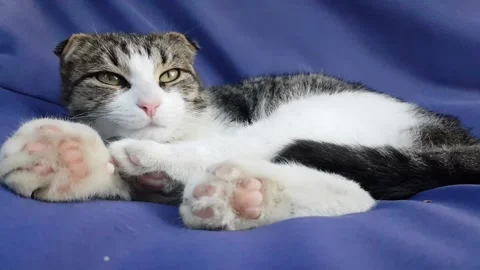 Cute kitten sleeps on a blue sofa in the summer in the yard of the house Stock Footage 201949882