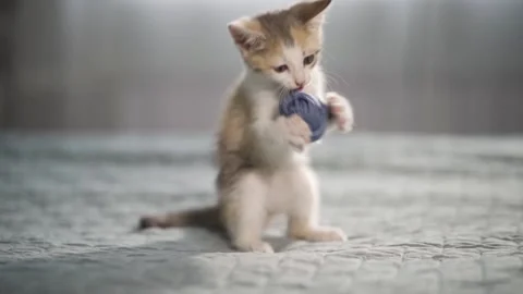 Cute kitten with a small ball of threads in his teeth. Hunting for pet toys. Stock Footage 159000333