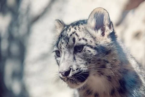 Cute kitten of Snow Leopard cat, Irbis Stock Photos
