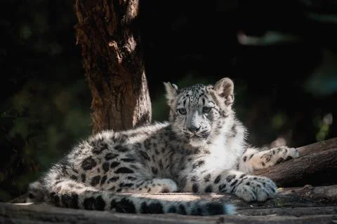 Cute kitten of Snow Leopard cat, Irbis Stock Photos