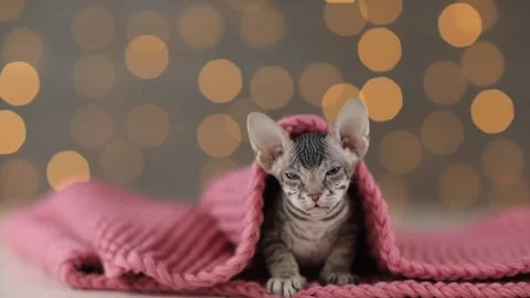 Cute kitten of the Sphynx breed, gray, sits under a knitted pink blanket Stock Footage 166980034