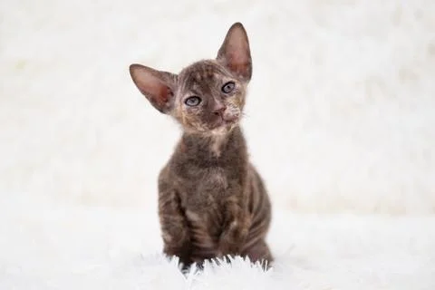 Cute kitten sphynx on light background Stock Photos