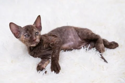Cute kitten sphynx on light background Stock Photos