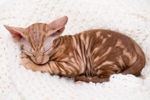 Cute kitten sphynx on light background Stock Photos