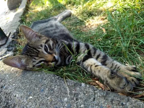 Cute kitten spread on the grass Stock Photos