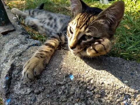 Cute kitten spread on the grass Stock Photos