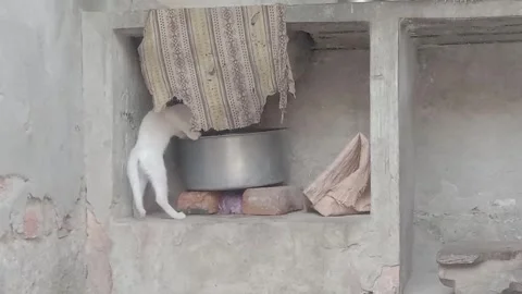 Cute Kitten Standing with Paws on Kitchen Utensils 스톡 동영상 347248852