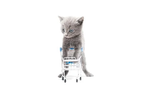 Cute kitten stands with empty pushcart for shopping. Stock Photos
