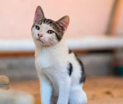 Cute Kitten Staring at the Camera Doubtful Playful Stock Photos