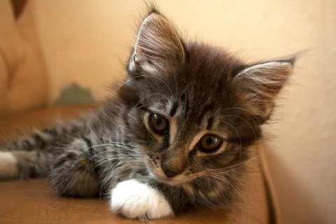 Cute kitten staring Stock Photos