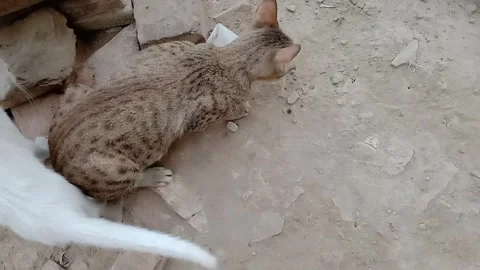 Cute Kitten Staying Close to Its Mother Cat Vídeos de archivo 347424871