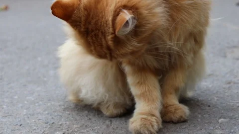 Cute kitten in the street Stock Footage 94913334